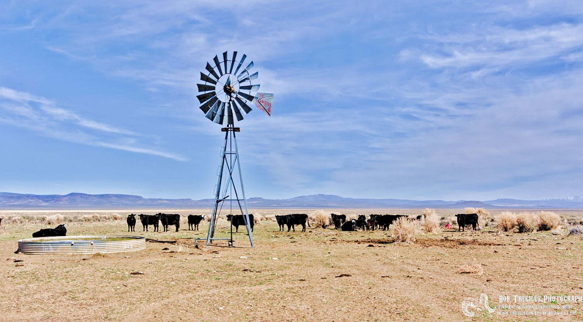 buffalo-and-a-rare-operational-Aermotor-windmill