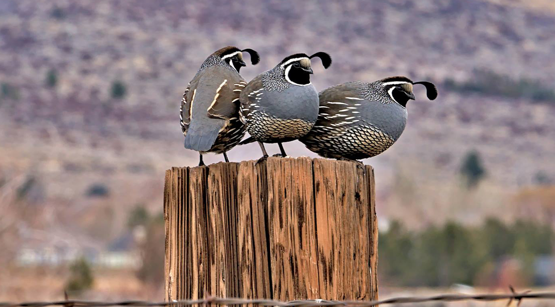 Quail - Bob Tregilus photo