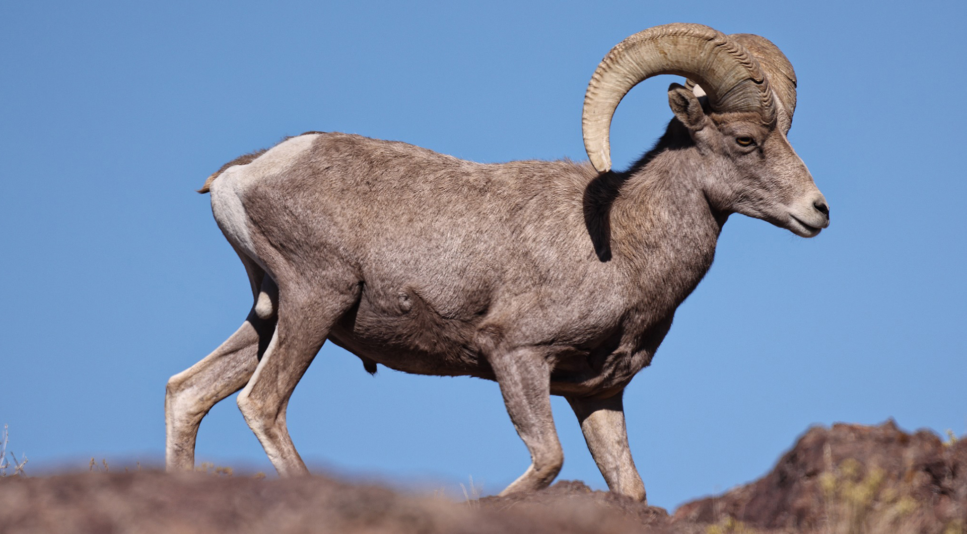 Bighorn sheep- Pete Rissler
