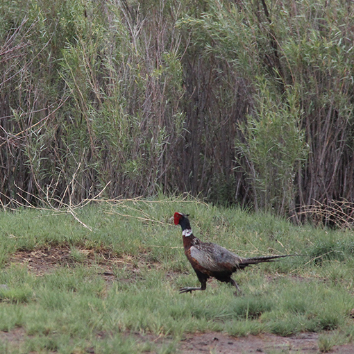 Ring-Necked Pheasant