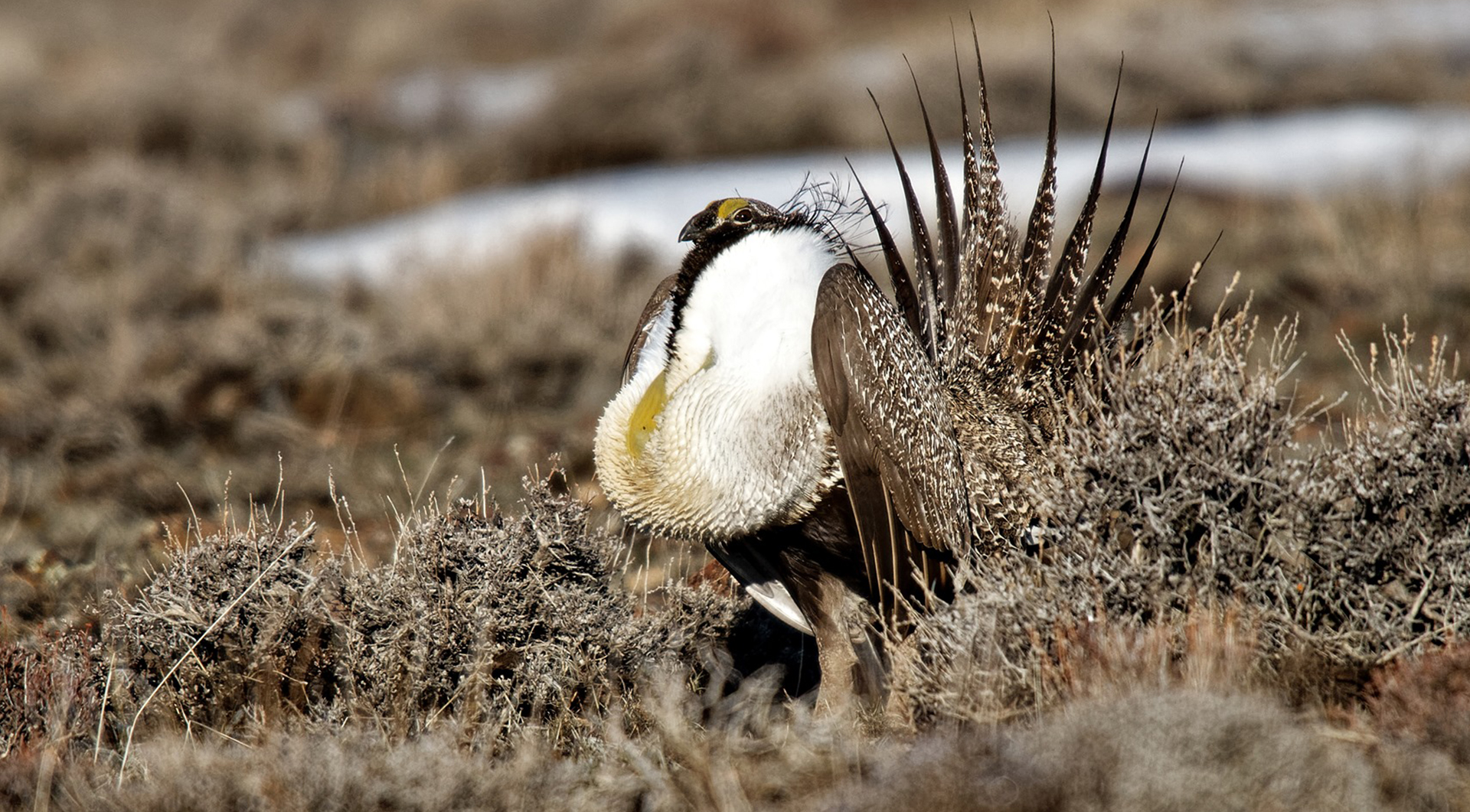 sage grouse