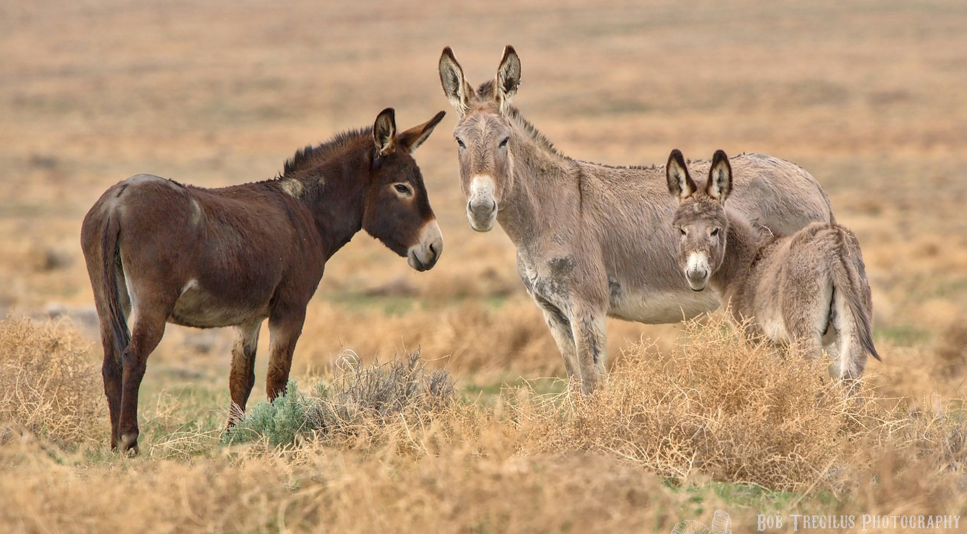 Wild burros-Bob Tregilus photo