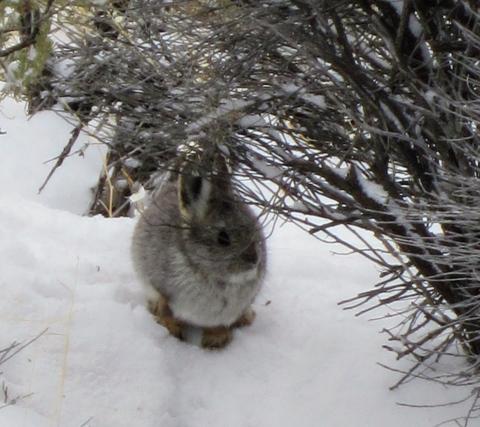 pygmy rabbit