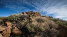 Nevada scene